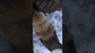 Doggy )
