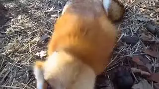 Soooooo.......... What does, the fox say? 🤔💭