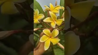 पीला चम्पा नया कलर ||