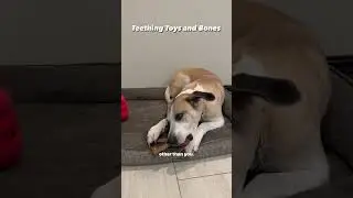 New Puppy Biting When Playing? #bestdogtraining #howtotrainadog