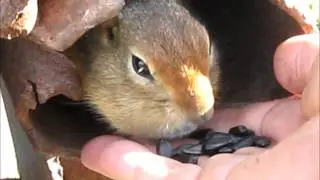 Суслик белохвостый
