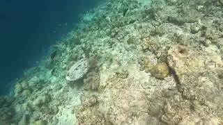 Turtle are so friendly 🐢