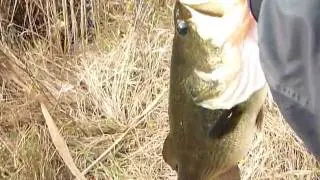 Black bass in Sardegna
