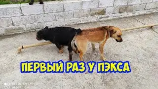 Первый сэкс у Пэкса