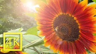 4K Walking Tour Through a Magical Community Garden on the Tempelhof Field Airport in Berlin, Germany