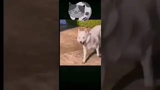 смешные видео про животных