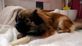 MIMO - Tibetan Spaniel and her Bone