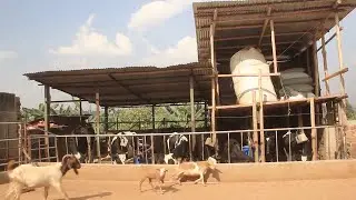 Agataliikonfuufu Omulimi asinga Wuuno Nganwa alunda ente n’embuzi ez’olulyo ng’akolera wafunda