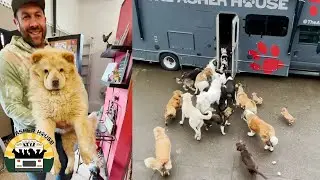 Taking 27 Dogs To The Groomers | The Asher House