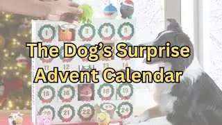 The Dog's Surprise Advent Calendar