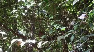 Birds of Poonthottam Ayurvedasram Peacocks and Myna