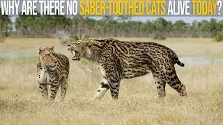 Why Are There No Saber-Toothed Cats Alive Nowadays?