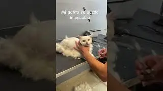 Mi gatito se queda impecable , sin bolas de pelo #cat #грумер #gatito #gatos