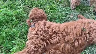 Sophie and Sonja