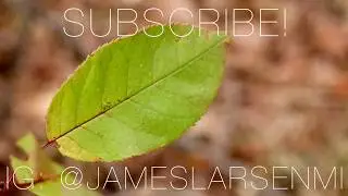 Autumn Foliage | Quick Edit | Canon 80D