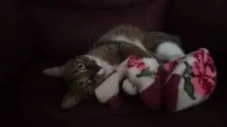 Кот и носки