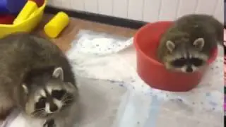 Когда енот не хочет делиться