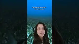 Seagrasses...