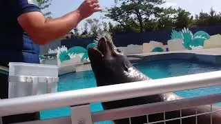 Sea lion water show/ New York aquarium/ 