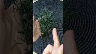 БЕСПОДОБНЫЙ #СОВЕТ как СОХРАНИТЬ ЗЕЛЕНЬ СВЕЖЕЙ и СОЧНОЙ 👍