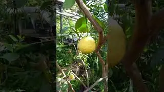 Филя саратовский