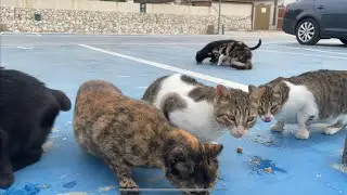 Cat Feeding Cat Food