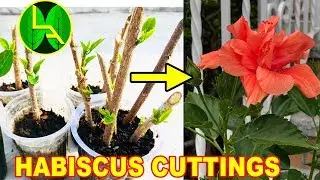 How to grow hibiscus from cuttings