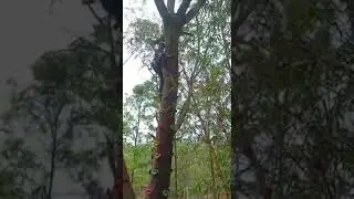 Tree Climbing