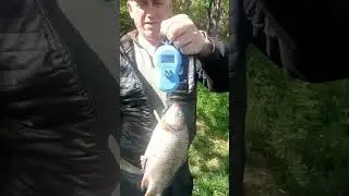 Появился хороший карась на Шестой сотне в Карнауховке 
