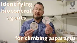 Finding biocontrol agent for the invasive climbing asparagus (short version)