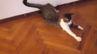 SlowMo Cat Collage