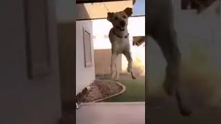 Он как пружина  😃 👍 Смешные видео 2021 😁новинки 2021
