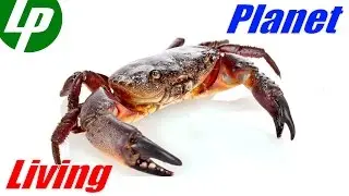 Crab - a resident of the red sea from Naama :) (Sharm El Sheikh, Egypt)