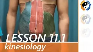 Lesson 11: Part 1: Muscles of Trunk and Vertebral Column Movements