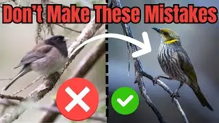 Bird Photography for Beginners: 10 Tips I Wish I Knew Sooner