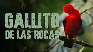 Gallito de las rocas | Turipache Wildlife.