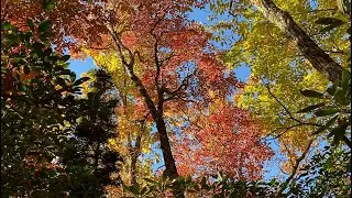 Mt Mitchell Hike Attempt