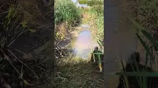 ВЫКАЧИВАЮ ВТОРОЙ ПРУД, с карпом, линем, белым амуром и толстолобиком!