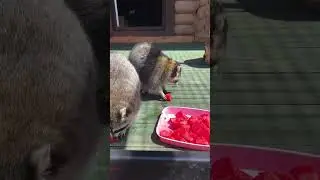 Лето, солнце и арбуз 