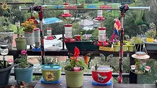 🔴 Hummingbirds & ￼￼Orioles Feeding in Southern California Robbie and Gary Gardening Easy is live!