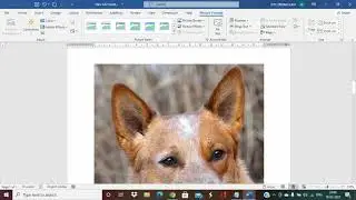 How to resize multiple images at once in Microsoft Word?