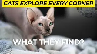 Cutest Sphynx Cats Explore Every Corner & Indulge in Crochet Delights!
