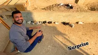 Rabbits K Bachy Agaiy🥰