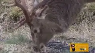 Самые смешные моменты. В ружьё!!! Стрельба дуплетом!!