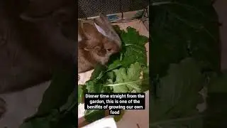 dinner time 