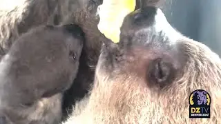 Baby Sloth Wants a Bite of Corn 🌽