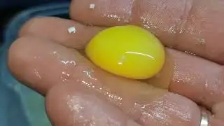 КОГДА МОЖНО ЗАКЛАДЫВАТЬ ЯЙЦА на инкубацию  от своих перепелов.!!!! Смотреть всем!!!