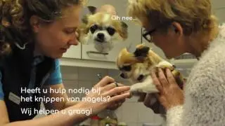 bedrijfs animatie - dierenkliniek de hitsert