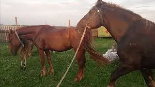 Stallion again: checking mares for pregnancy