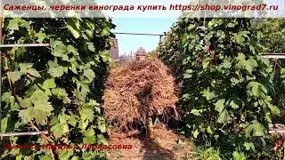 Осенние работы  на винограднике- что делаем,  чем опрыскиваем питомник и почему  именно сейчас?